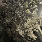 バヤシの画像