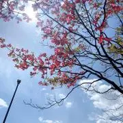 えみかの画像
