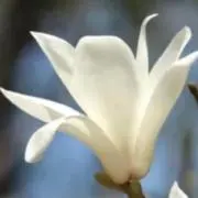 マグノリアの画像