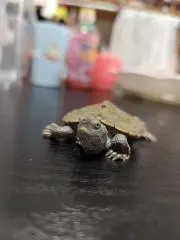 ちょべすの画像