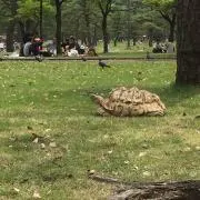 ぷーある