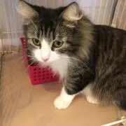 【即購入OK】ねこまるの画像