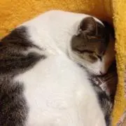 あさみんの画像