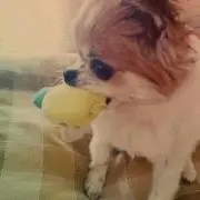 くうちゃんの画像