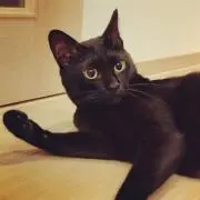 メイの画像