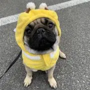 パグ愛好家必見！PUG・置物&ぬいぐるみ・30点以上まとめてセット