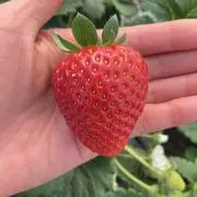 Lodovicaの画像