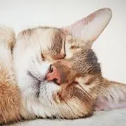 いのねこ☆フォロワー割の画像