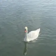 みかんの画像