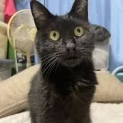 スミイカの画像