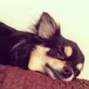 ぽちたの画像
