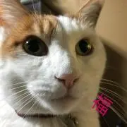 福猫の画像