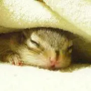 こりすの画像