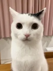 KitSongの画像
