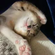猫らての画像