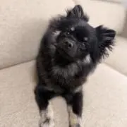 はるの画像