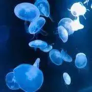 umiの画像