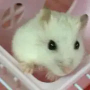 ハム❤︎