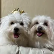 しなもんの画像