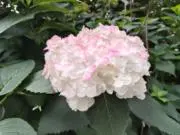 おとうふ