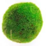 まりもの画像