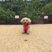 マチュモの画像