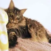 ぶどうあめの画像