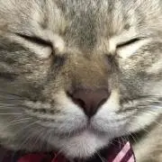 なつなつの画像