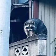あまるふ