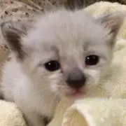 kimiの画像