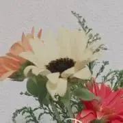ぴよ