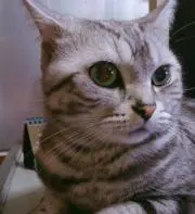 モモコ