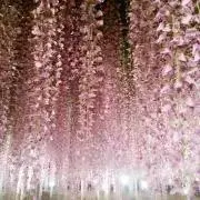 R.の画像