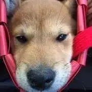 こたろう