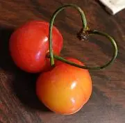 ハミの画像