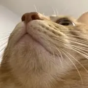 ちくわ