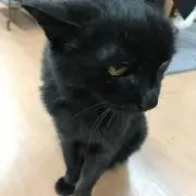 クロネコの画像
