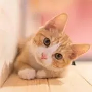 ねこ