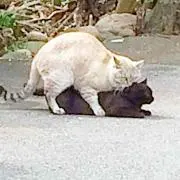 ひろろん