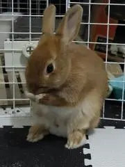 ふっくんの画像