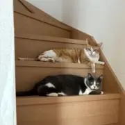 おふうの画像