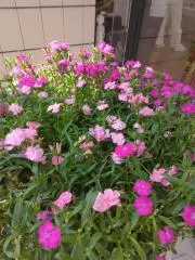 四季の草花の画像
