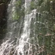 きんのじ