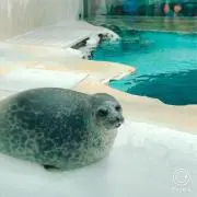 KIKKIの画像