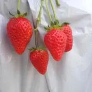 【出品一時停止中】Siriの画像