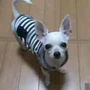 たつ