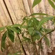 Kの画像