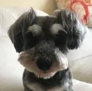 マキ