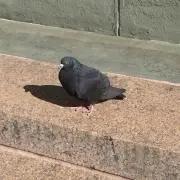 ハル