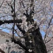 heisanの画像